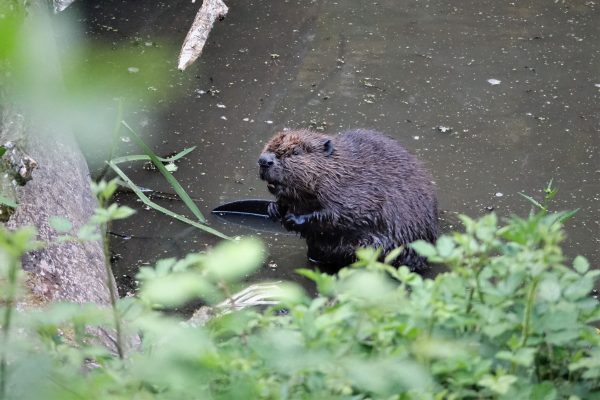 Unser Dorf_Fossa Carolina_12