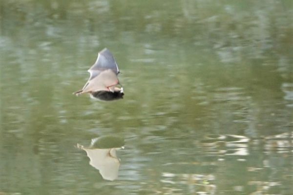 Unser Dorf_Fossa Carolina_8