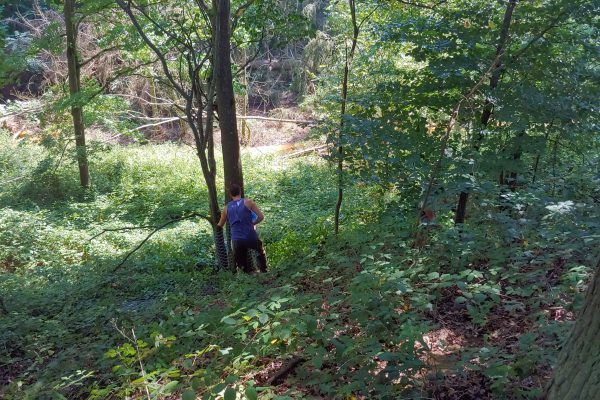 Biberbaumschutz_2_HP