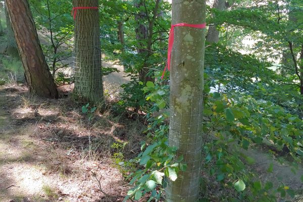 Biberbaumschutz_3_HP